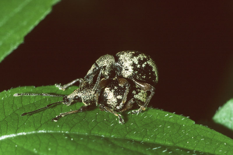 Otiorhynchus lepidopterus - Grünlicher Dickmaulrüssler, Paar