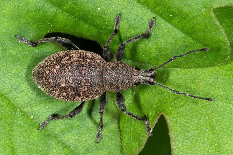 Otiorhynchus ligustici - Luzerne-Dickmaulrüssler, Käfer auf Blatt