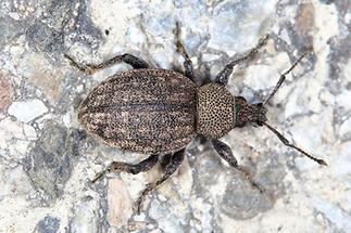 Otiorhynchus ligustici - Luzerne-Dickmaulrüssler, Käfer auf Straße