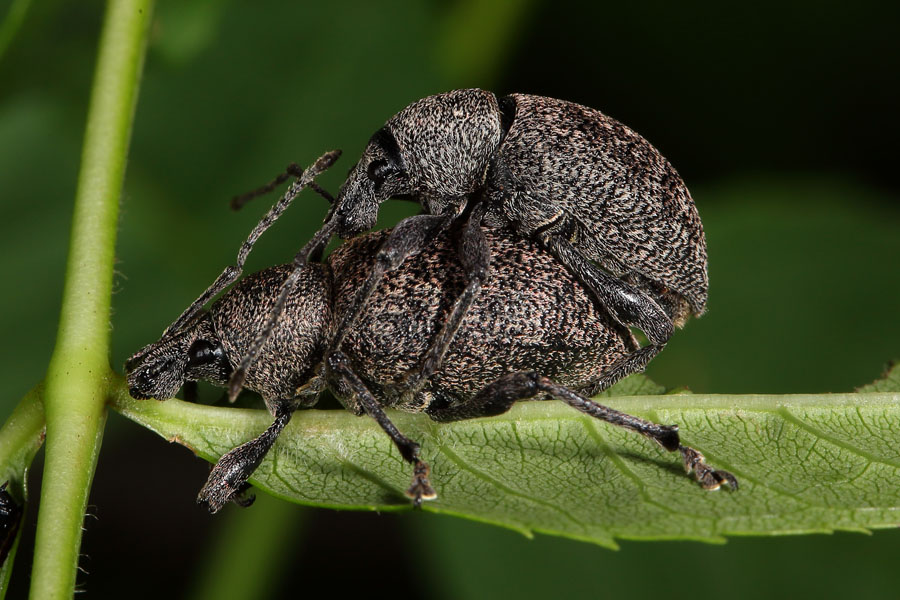 Otiorhynchus ligustici - Luzerne-Dickmaulrüssler, Paar