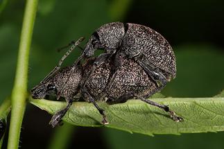 Otiorhynchus ligustici - Luzerne-Dickmaulrüssler, Paar (1)