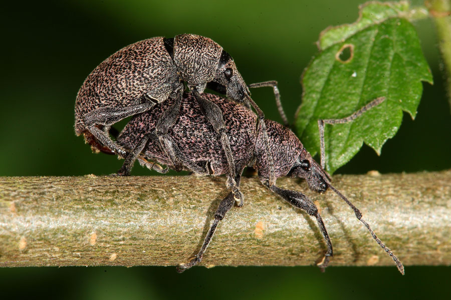 Otiorhynchus ligustici - Luzerne-Dickmaulrüssler, Paar