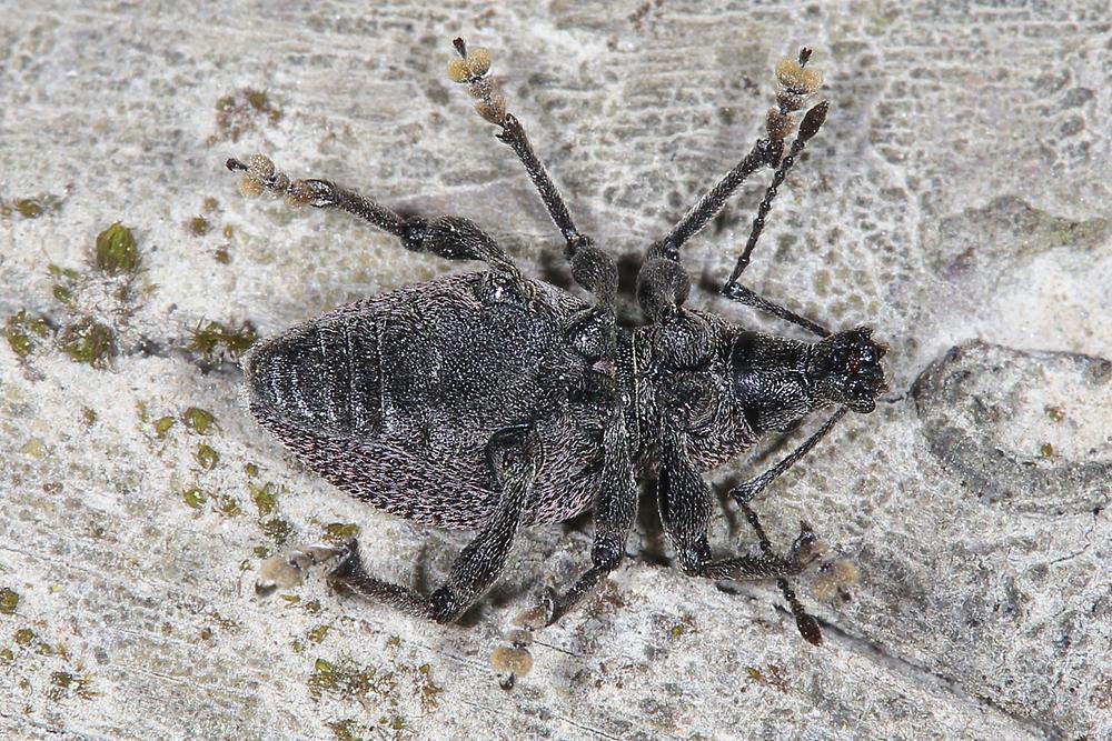 Otiorhynchus ligustici - Luzerne-Dickmaulrüssler, Unterseite