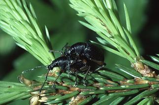 Otiorhynchus niger - Schwarzer Rüsselkäfer, Paar