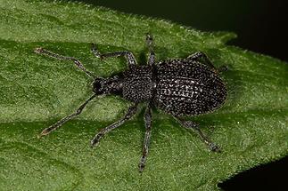 Otiorgynchus pinastri - Schwarzgekörnter Dickmaulrüssler, Käfer auf Blatt