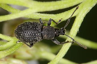 Otiorhynchus pinastri - Schwarzgekörnter Dickmaulrüssler, Käfer auf Stengel der Schafgarbe