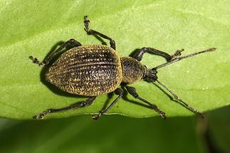 Otiorhynchus salicicola - noch kein dt. Name bekannt, Käfer auf Blatt, eingewandert