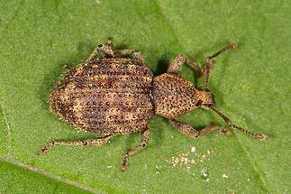 Otiorhynchus scaber - Borstiger Dickmaulrüssler, Käfer auf Blatt