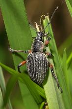 Otiorhynchus sensitivus - kein dt. Name bekannt