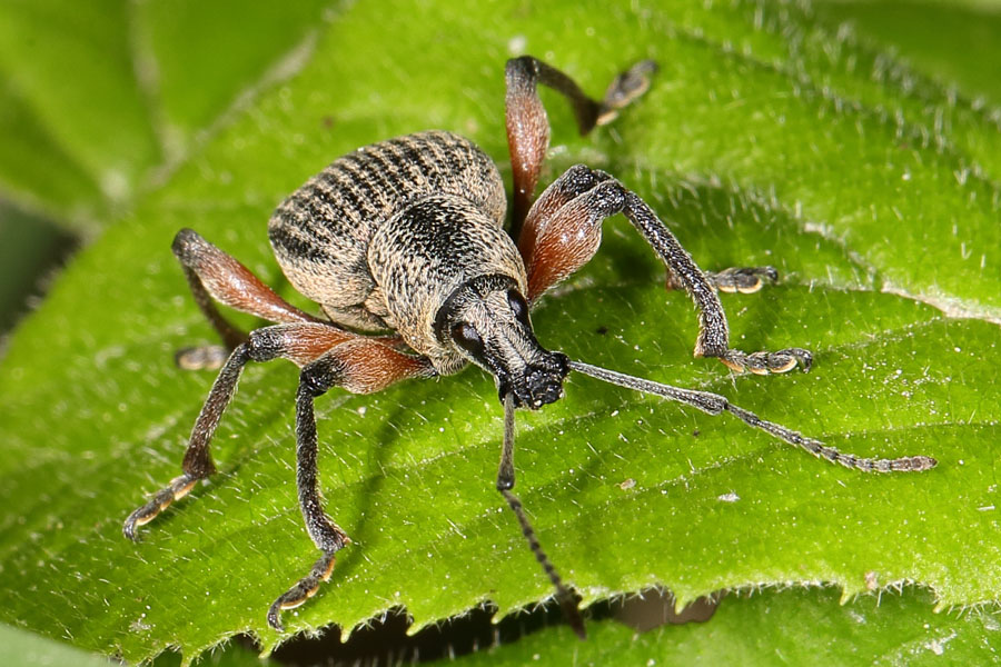 Otiorhynchus sensitivus - kein dt. Name bekannt, Käfer in Frontansicht