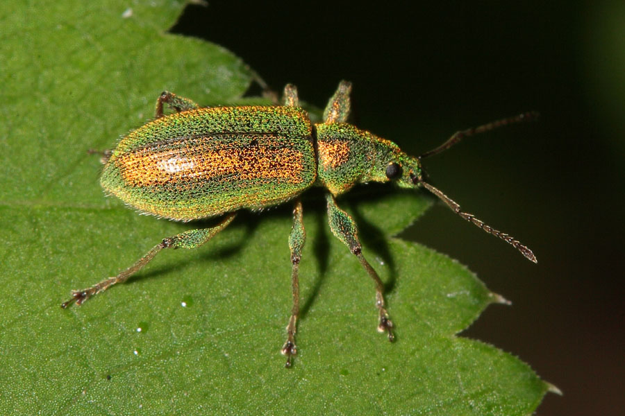 Phyllobius arborator - kein dt. Name bekannt, Käfer auf Blatt