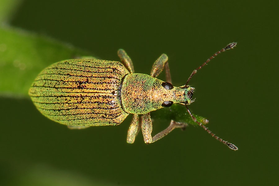 Phyllobius arborator - kein dt. Name bekannt, Käfer auf Blattspitze