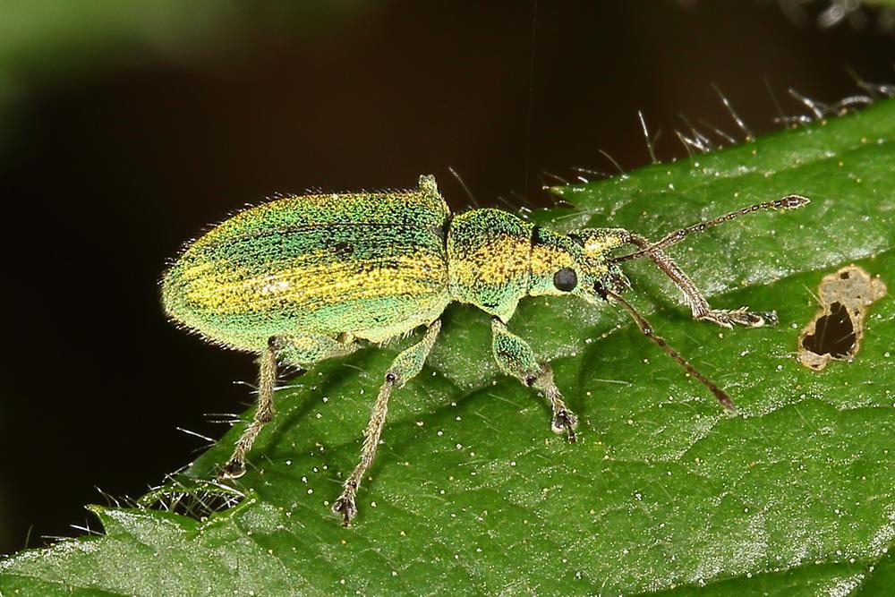 Phyllobius argentatus - Silbriggrüner Laubholzrüssler