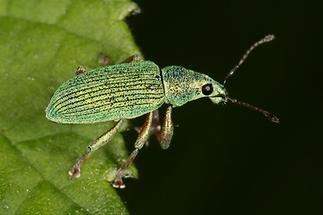 Phyllobius argentatus - Silbriggrüner Laubholzrüssler, Käfer auf Blatt