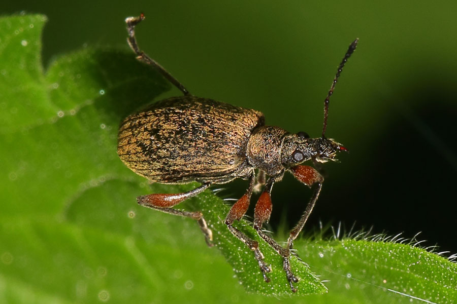 Phyllobius calcaratus - Spornblattrüssler, Käfer auf Blatt