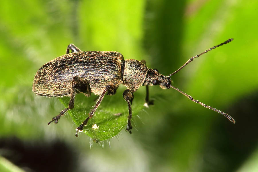 Phyllobius cf. pomonae - kein dt. Name bekannt, Käfer auf Blatt