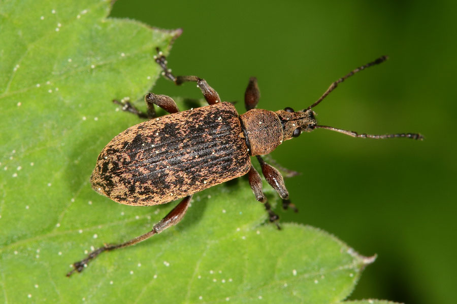 Phyllobius glaucus - Spornblattrüssler, Käfer auf Blatt