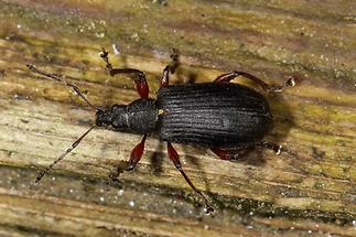 Phyllobius glaucus - Spornblattrüssler, schwarze Variante (1)