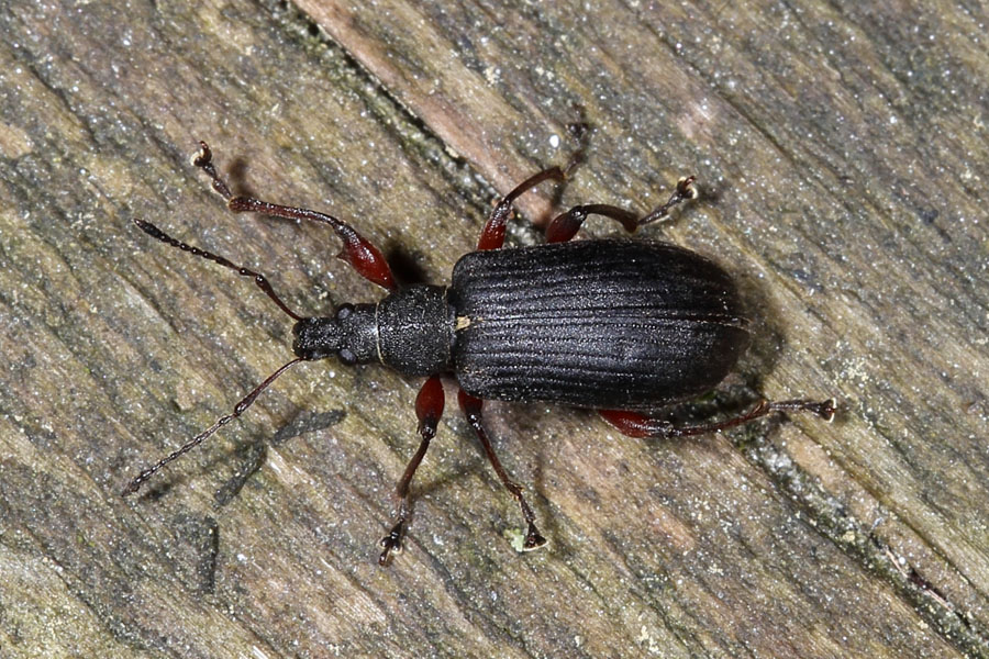 Phyllobius glaucus - Spornblattrüssler, schwarze Variante