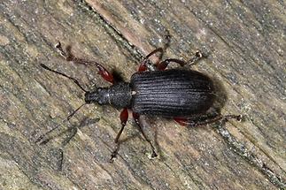 Phyllobius glaucus - Spornblattrüssler, schwarze Variante (2)