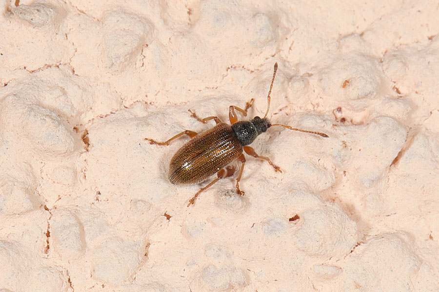 Phyllobius oblongus - Brauner Schmalbauch, Käfer auf Wand
