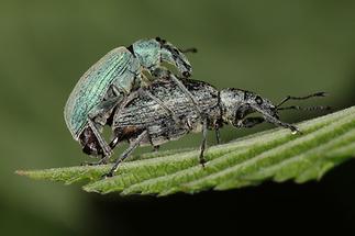 Phyllobius pomaceus - Nessel-Blattrüssler, Paar (1)