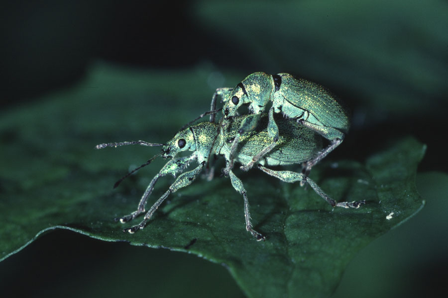 Phyllobius pomacaeus - Nessel-Blattrüssler, Paar