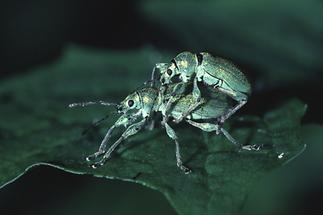 Phyllobius pomacaeus - Nessel-Blattrüssler, Paar (2)