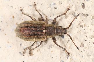Phyllobius pyri - Birnen-Grünrüssler