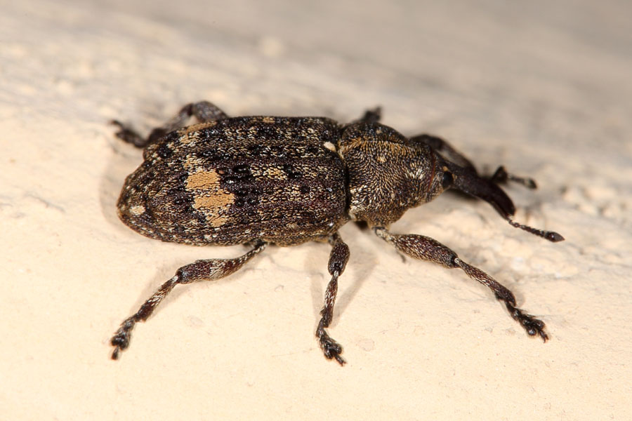 Pissodes piceae - Kiefernrüssler, Käfer auf Mauer