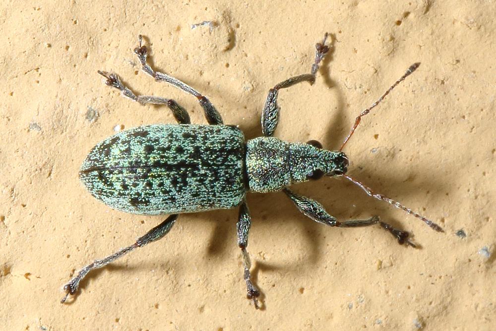 Polydrusus cervinus - Silberner Grünrüssler