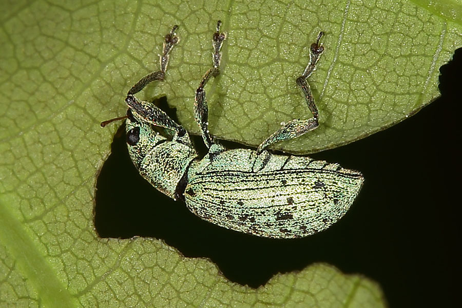 Polydrusus formosus - Seidiger Glanzrüssler, Käfer beim Fressen