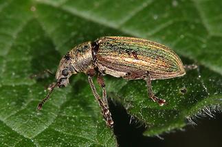 Polydrusus impar - Großer grüner Fichtenrüssler, Käfer auf Blatt (1)