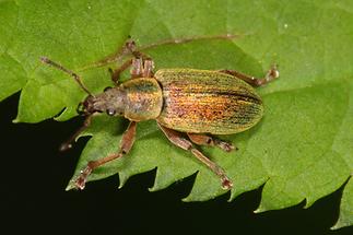 Polydrusus impar - Großer grüner Fichtenrüssler, Käfer auf Blatt (2)