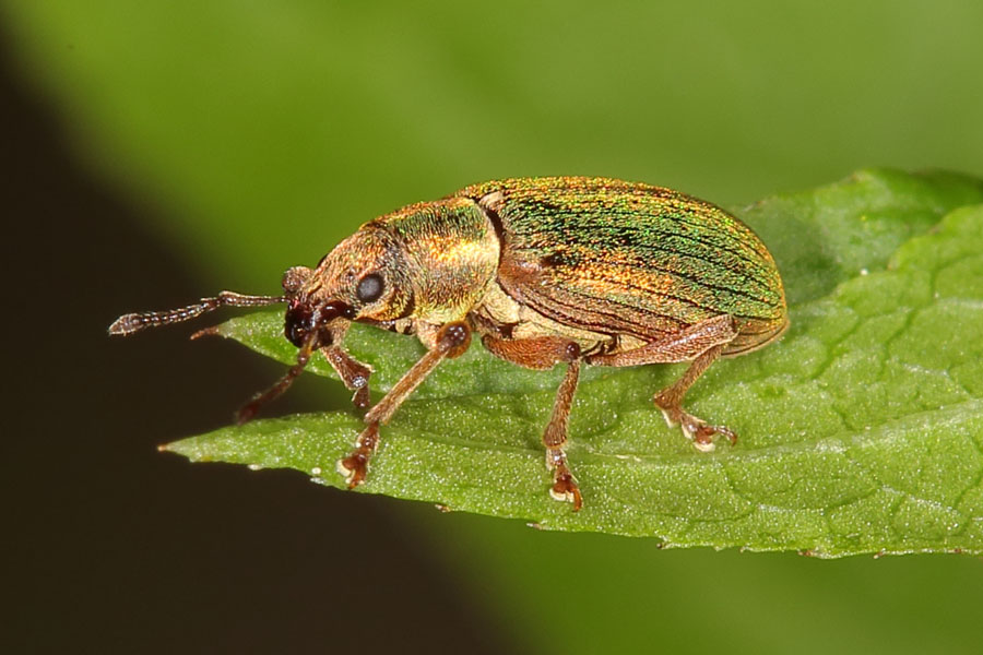 Polydrusus cf. impar - Großer grüner Fichtenrüssler, Käfer auf Blatt