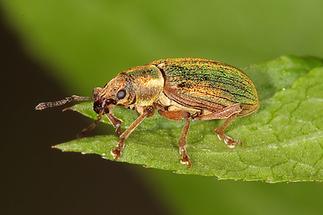 Polydrusus cf. impar - Großer grüner Fichtenrüssler, Käfer auf Blatt (3)