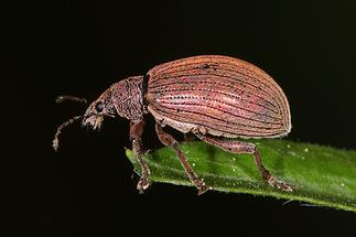 Polydrusus mollis - Kupfriger Glanzrüssler, Käfer auf Blatt (1)