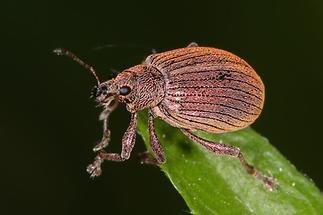 Polydrusus mollis - Kupfriger Glanzrüssler, Käfer auf Blatt (2)