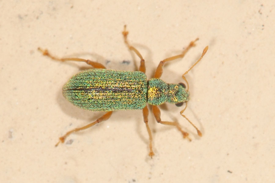 Polydrusus pterygomalia - kein dt. Name bekannt, Käfer auf Wand