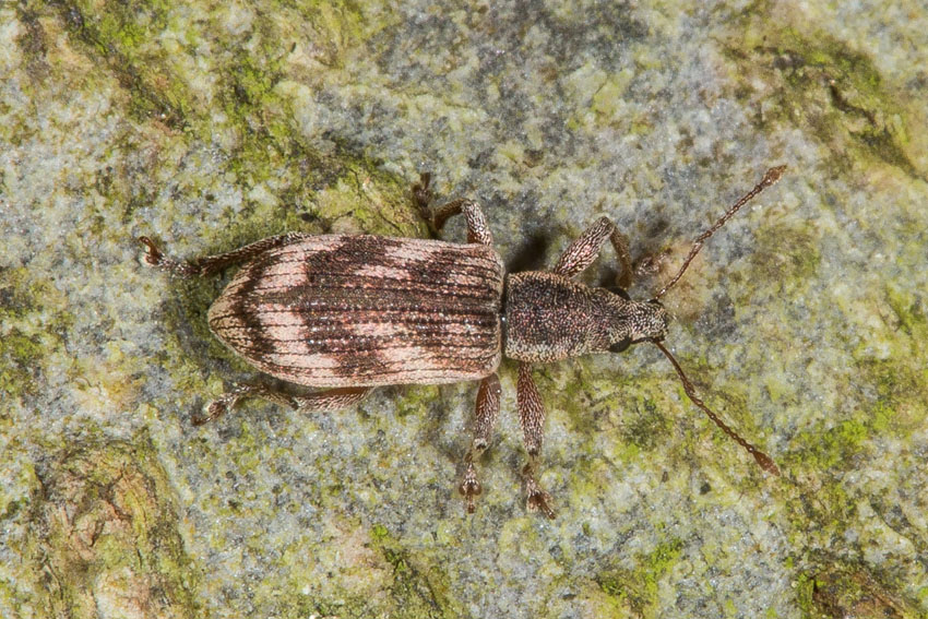 Polydrusus undatus - Wellenbindiger Glanzrüssler, Käfer auf Baum, zugeflogen