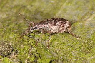 Polydrusus undatus - Wellenbindiger Glanzrüssler, Käfer auf Baum, zugeflogen (2)