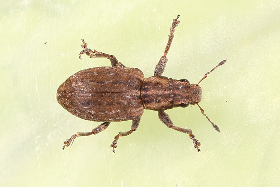 Sitona lepidus - kein dt. Name bekannt, Käfer auf Klosterwand