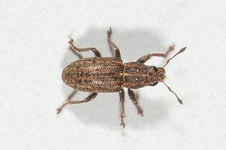 Sitona sulcifrons - Furchenkopf-Blattrüssler, Käfer auf Mauer (1)