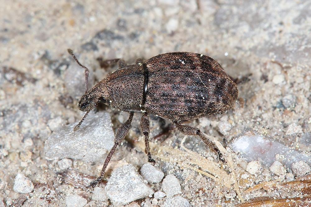 Tropiphorus elevatus - Gerippter Kielhalsrüssler