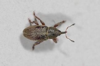 cf.Mecinus pyraster - Grauer Wegerich-Schlankrüssler, Käfer auf Wand