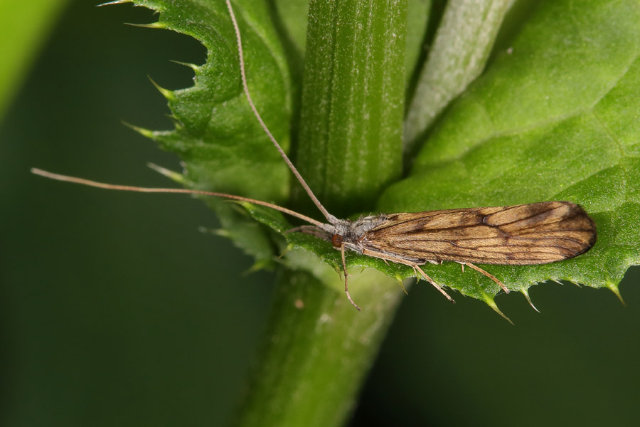 Odontocerum albicorne - kein dt. Name bekannt