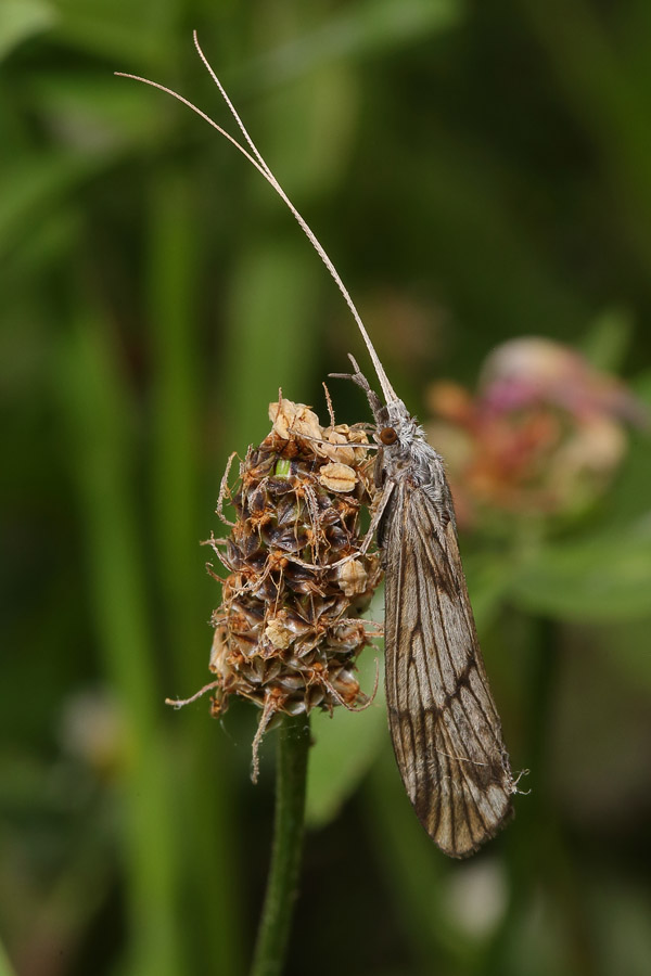 Odontocerum albicorne - kein dt. Name bekannt