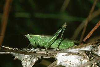 Conocephalus discolor - Langflügelige Schwertschrecke, Weibchen