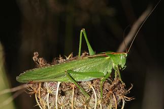 Tettigonia viridissima - Grünes Heupferd, Weibchen (1)