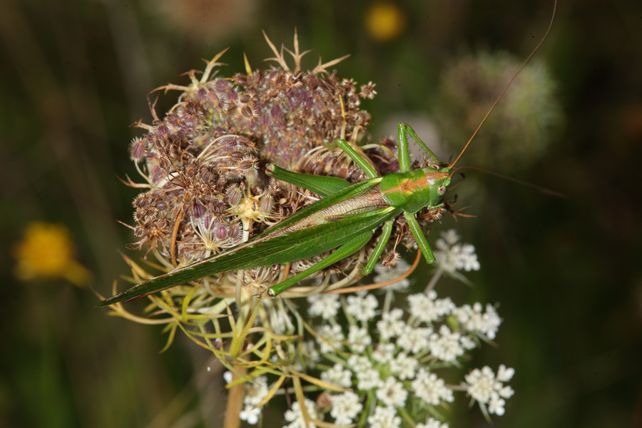 Tettigonia viridissima - Grünes Heupferd, Weibchen